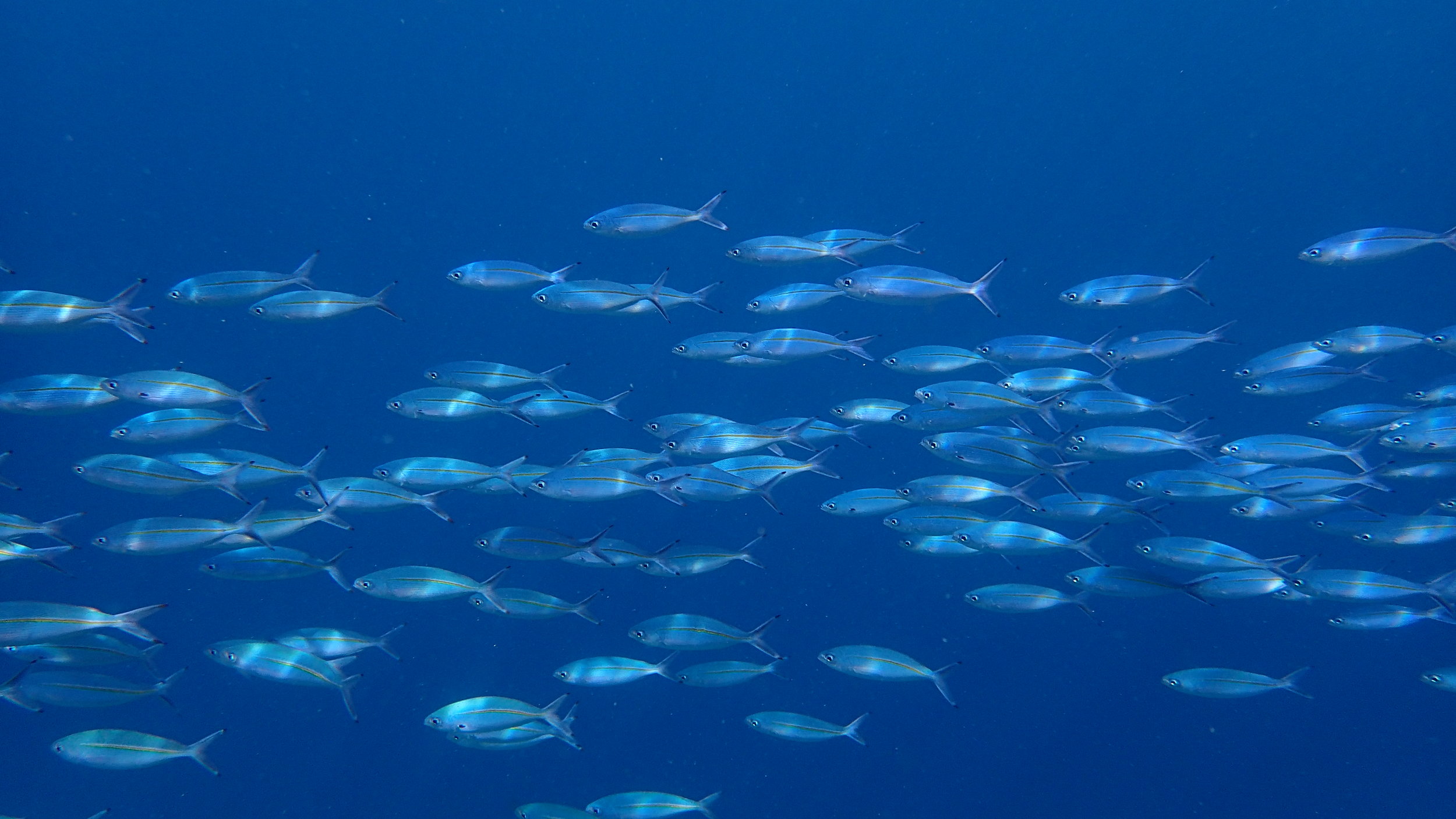 Raja Ampat Diving - School of Fish - MahaRaja Eco Dive Lodge