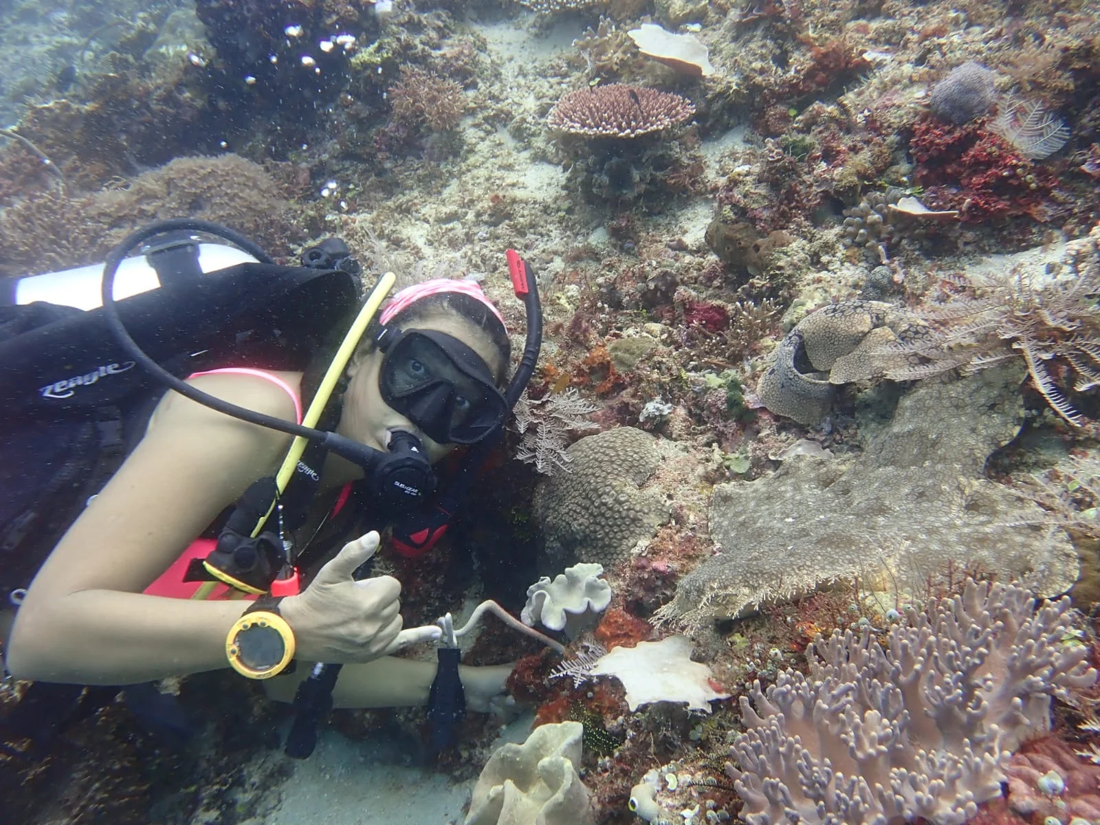Wobbegong.jpg