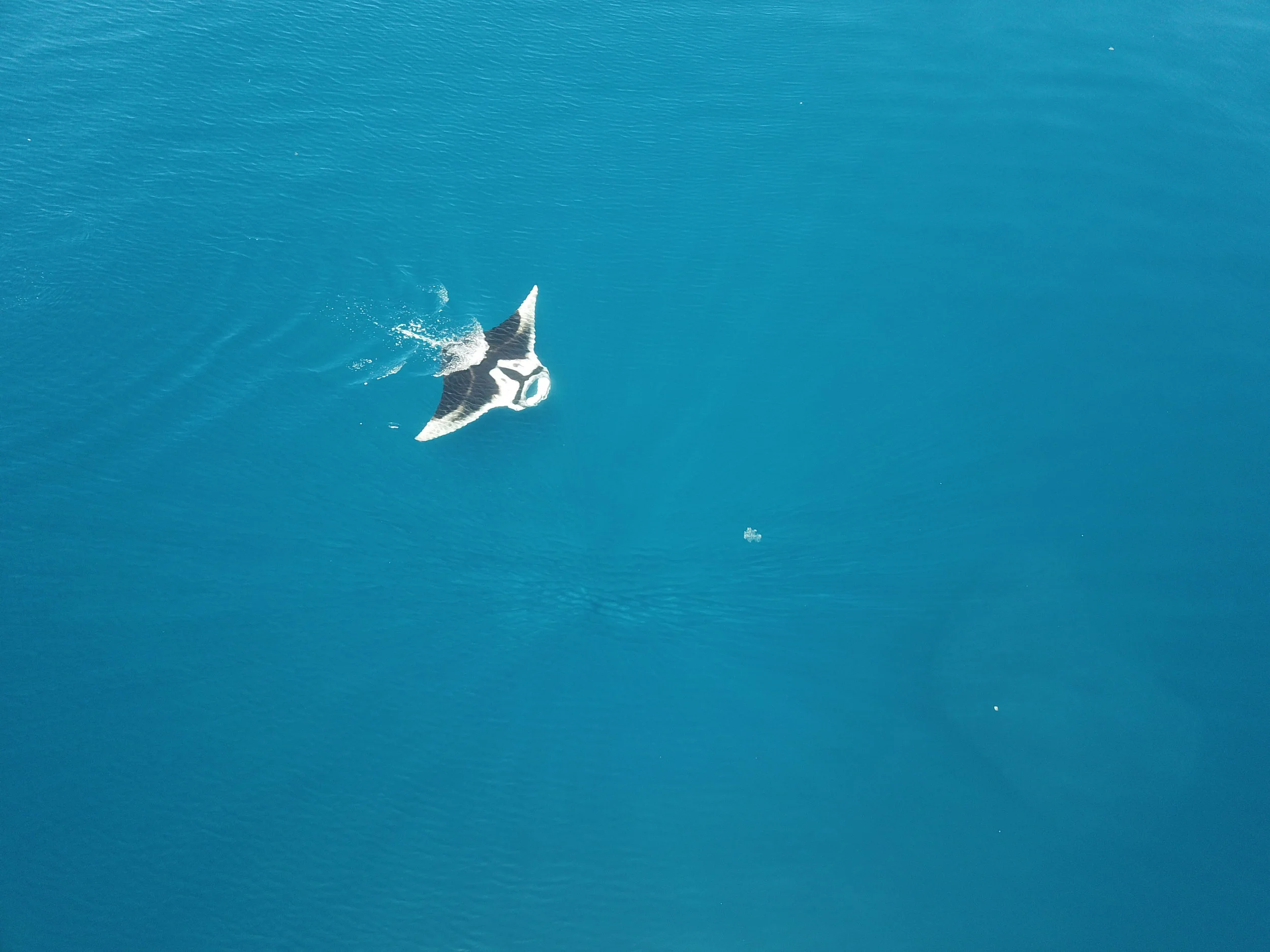 Manta Ray- MahaRaja- Raja Ampat