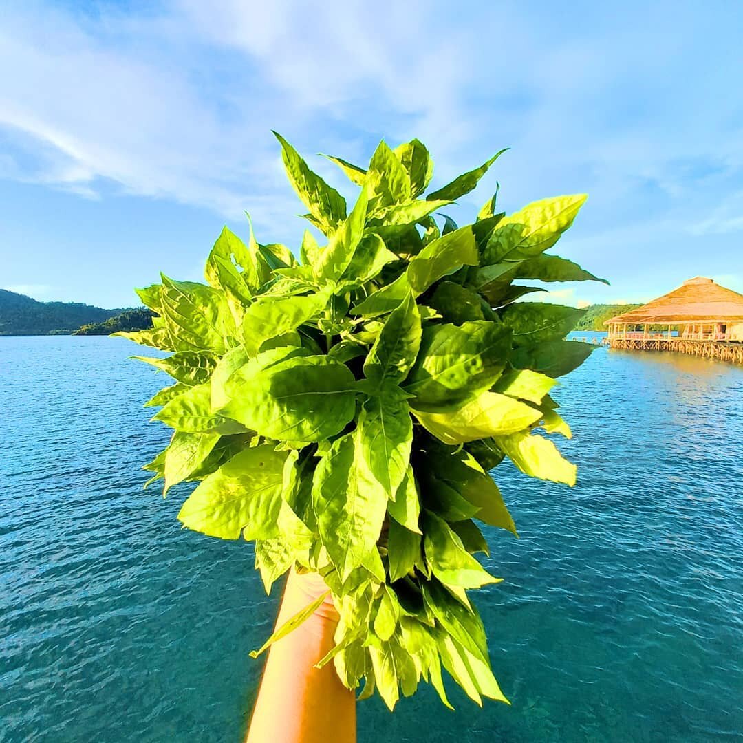 🥳 Today, our magic word is &quot;Basil&quot; !

🌿 This morning, we have just picked a good amount of fresh basil from our small garden.

👍Basil is quite versatile and we use it to prepare :

😋 Delicious pesto noodles
😋 Mouthwatering Tofu b