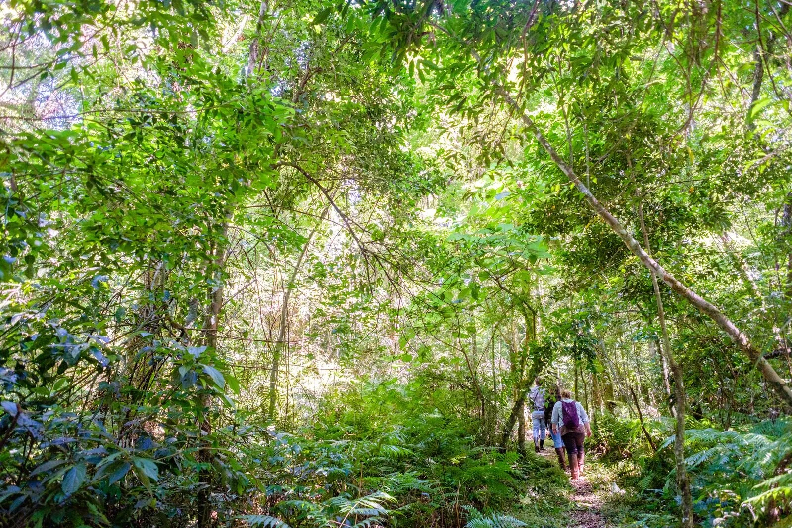 Walking through the forest.jpeg