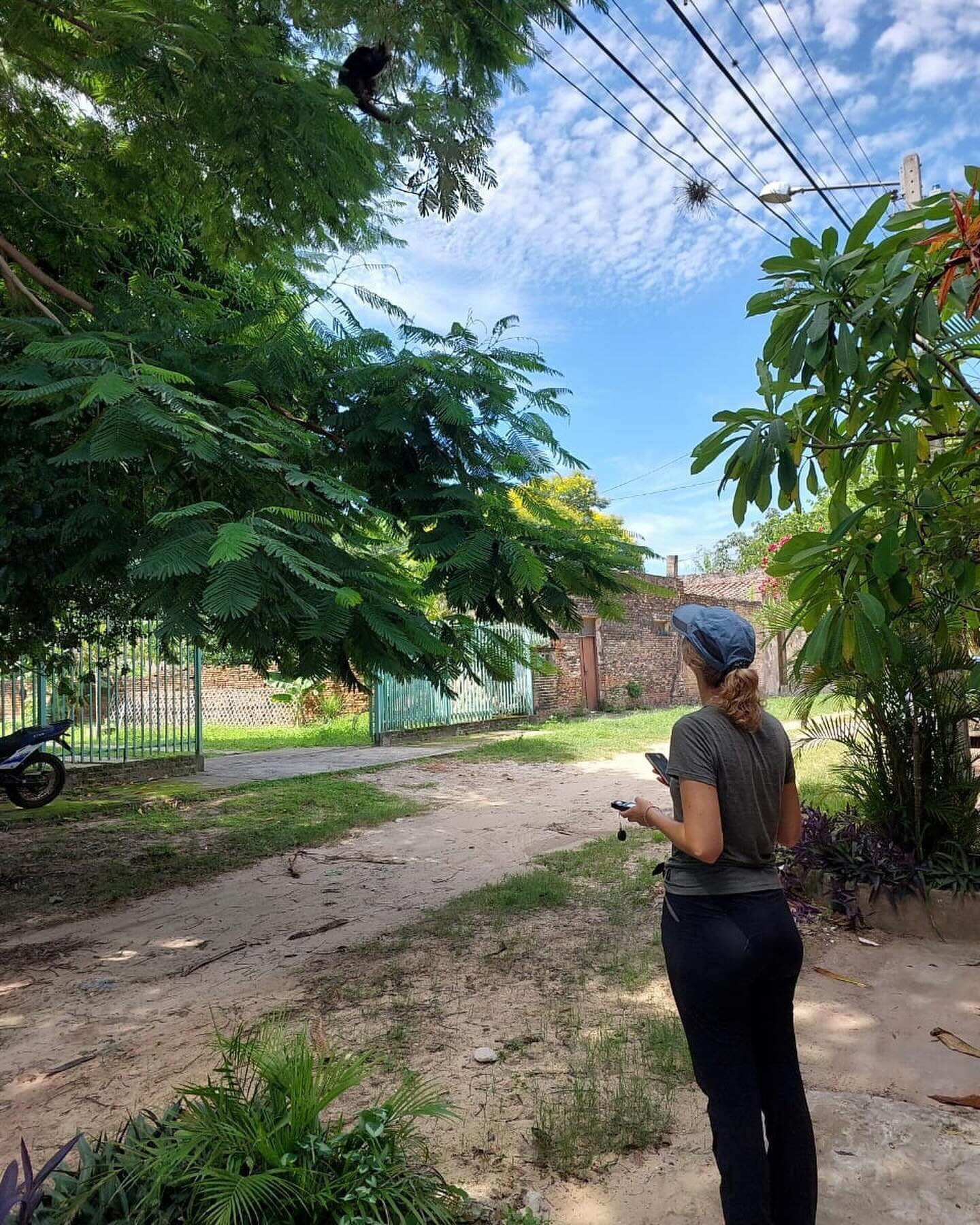 It&rsquo;s #FieldworkFriday! 🐒💚

Our intern Vivien has been conducting observations of howler monkeys in the city and in our field site to study the effects of light pollution on monkey populations. She observes each group from just before dawn to 