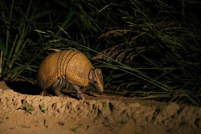 It&rsquo;s #WildlifeWednesday! 🎉

A common sight on our trips to the Chaco is the Southern three-banded armadillo (𝘛𝘰𝘭𝘺𝘱𝘦𝘶𝘵𝘦𝘴 𝘮𝘢𝘵𝘢𝘤𝘶𝘴). Are you ready to learn more about this cute critter? 😍

🏐 It is the only armadillo species tha