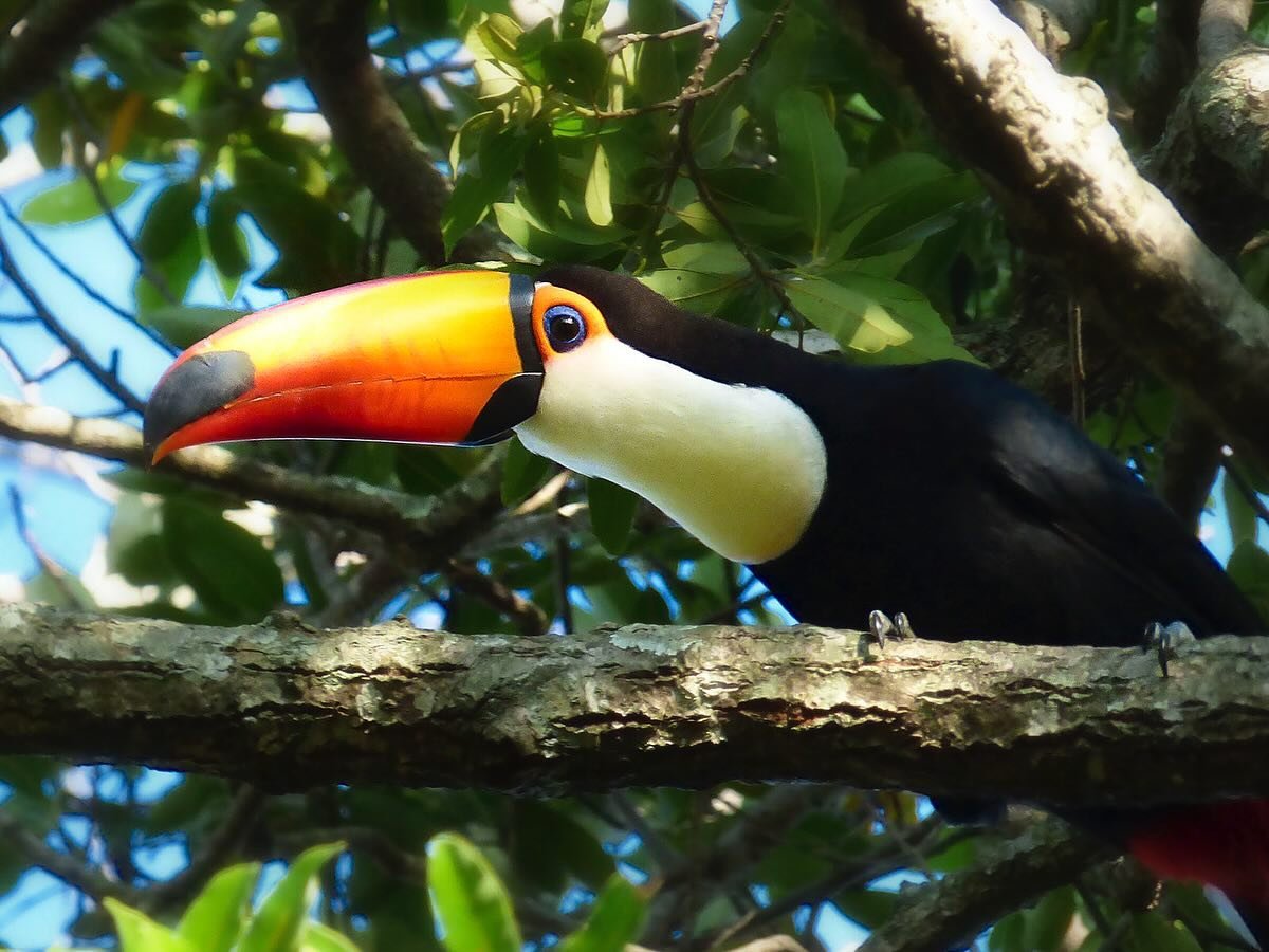 It&rsquo;s #WildlifeWednesday! 🎉

As many of the trees around Pilar are beginning to bear fruit, the Toco toucan (𝘙𝘢𝘮𝘱𝘩𝘢𝘴𝘵𝘰𝘴 𝘵𝘰𝘤𝘰) is once again starting to dazzle our researchers @matthewowen812 and @monkel__ 🤩 Are you ready to learn