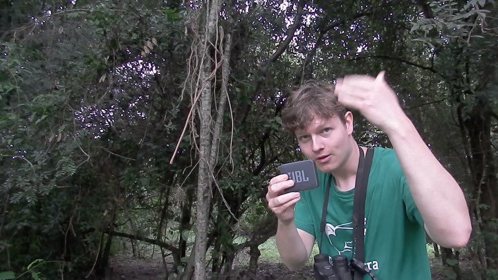 Are you ready to shake it up with the howler monkeys this #FieldworkFriday? 🕺🏻🪩

Our intern @jort_mans is exploring how these vocalists of nature react to new hits in urban and rural environments 🎧🌳 What sound will get them to whirl from their n