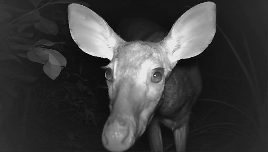It&rsquo;s #WildlifeWednesday! 🎉

A common sight on our camera traps is the elusive Gray brocket deer (𝘔𝘢𝘻𝘢𝘮𝘢 𝘨𝘰𝘶𝘢𝘻𝘰𝘶𝘣𝘪𝘳𝘢). Are you ready to learn more about this shy critter? 🦌

🫣 It is an incredibly shy animal, and will only app