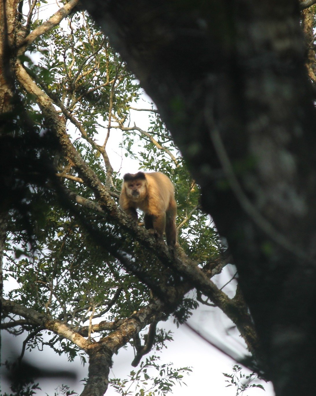 It's #MonkeyMonday! Today we would like to introduce to one of our favourite hooded capuchins, even if he is pretty bad tempered! Meet Scabby. Scabby has been the dominate male of the CC Group of hooded capuchins since at least 2017. He got his name 