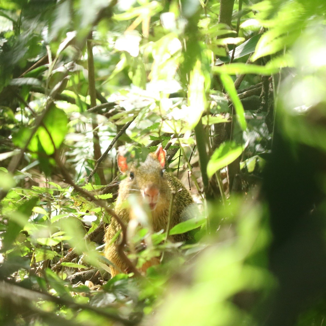 It's that time of the week again! #WildlifeWednesday! Today we want to share an observation from a few years ago about the Azara's Agouti, The agouti is a large rodent who's behaviour of hiding seeds is very important for forest regeneration. In Apri