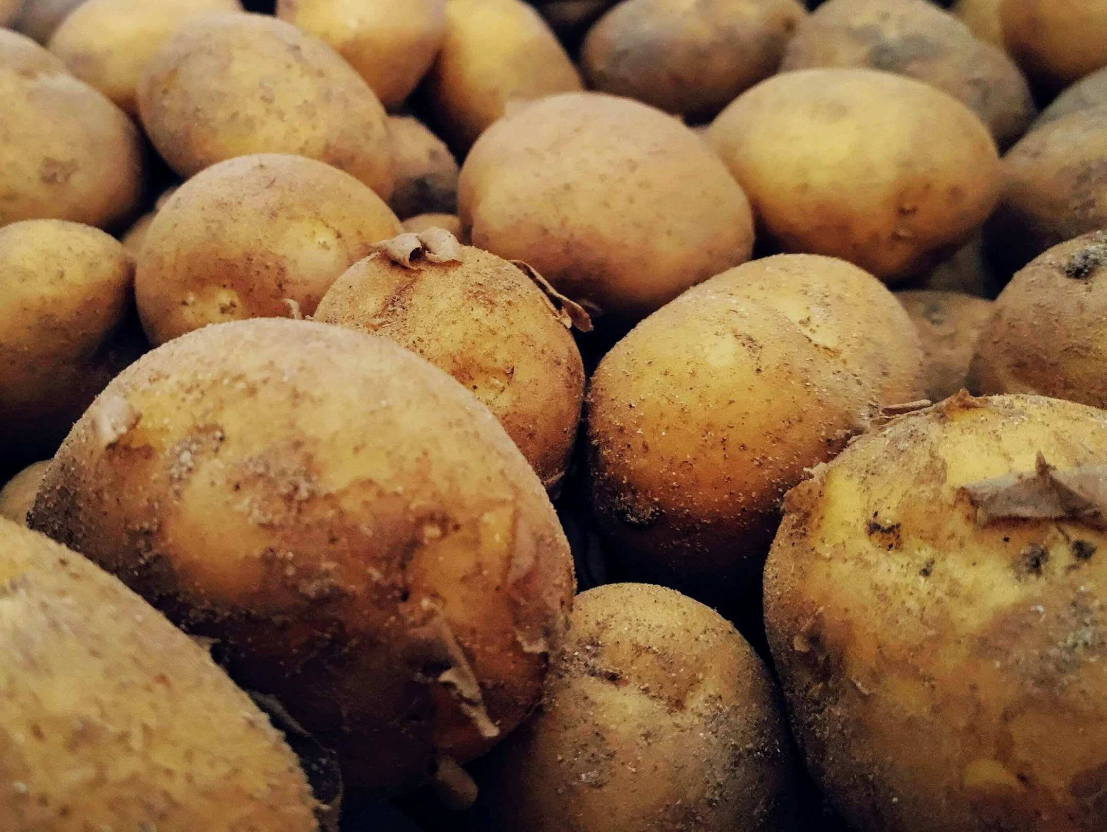 Les beaux jours #pommedeterreprimeur