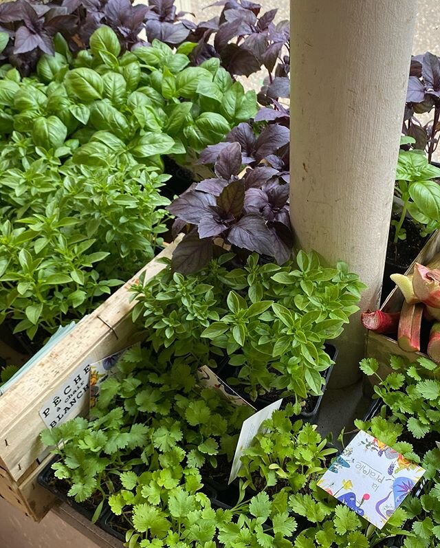 On est super fier(es) d&rsquo;accueillir les jolis plants de nos voisin(es) de la ferme urbaine de Bobigny @prairieducanal 
Merci à l&rsquo;association @la_sauge qui déchire ! &hearts;️
Au programme: basilics et coriandre ! 🌱 #agricultureurbaine #