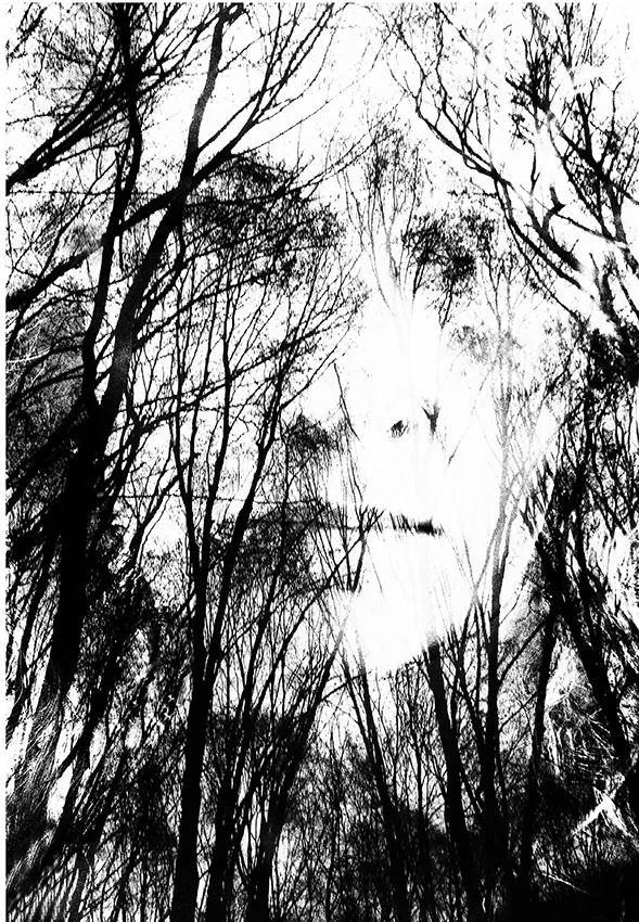 in the woods