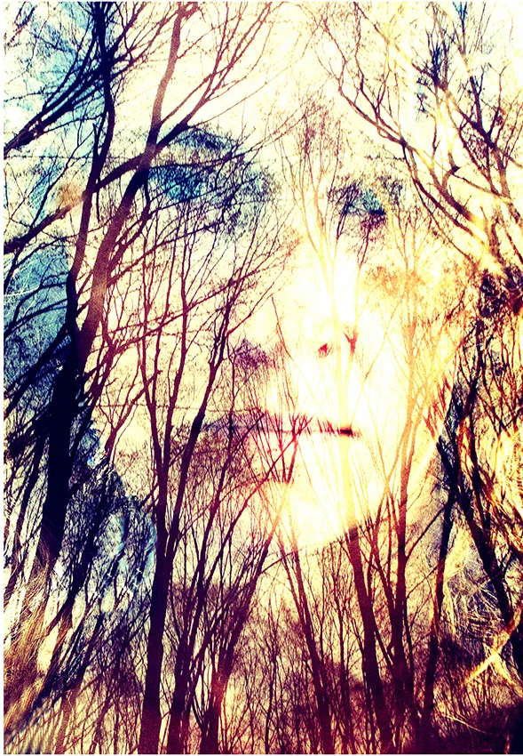 in the woods essence of me