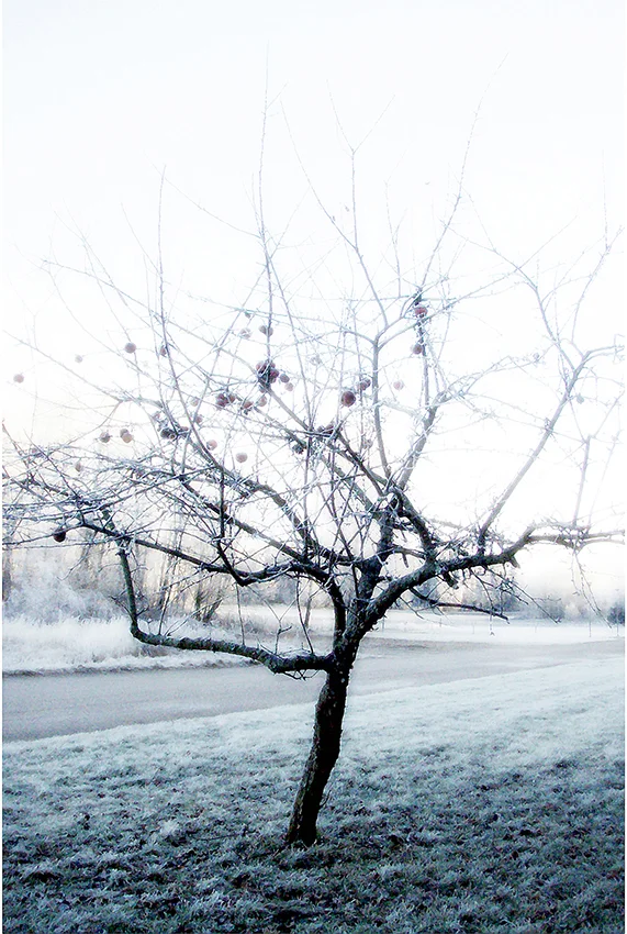 vinteräpplen
