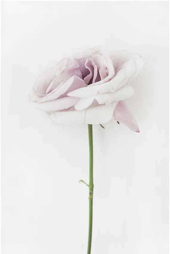 the rose