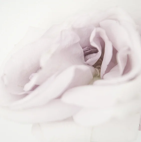 close to the rose
