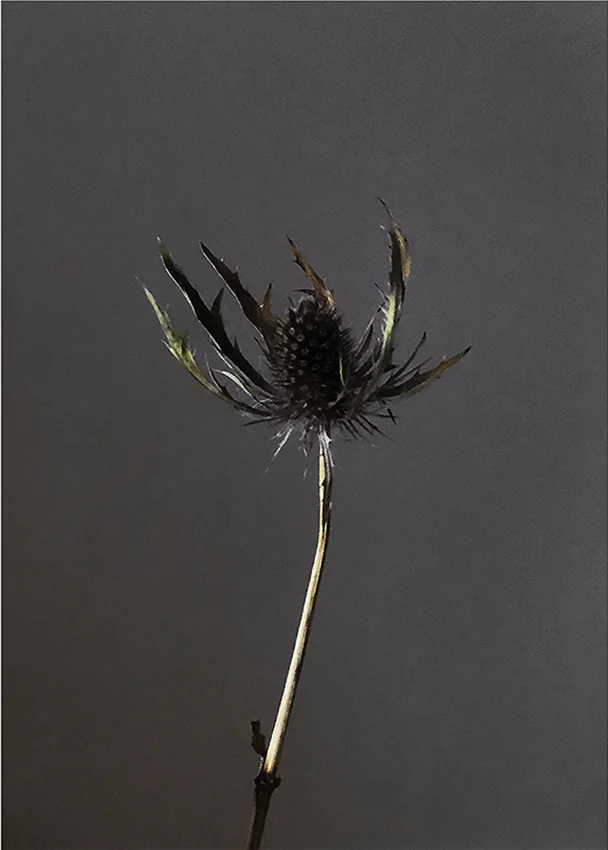 En Eryngium