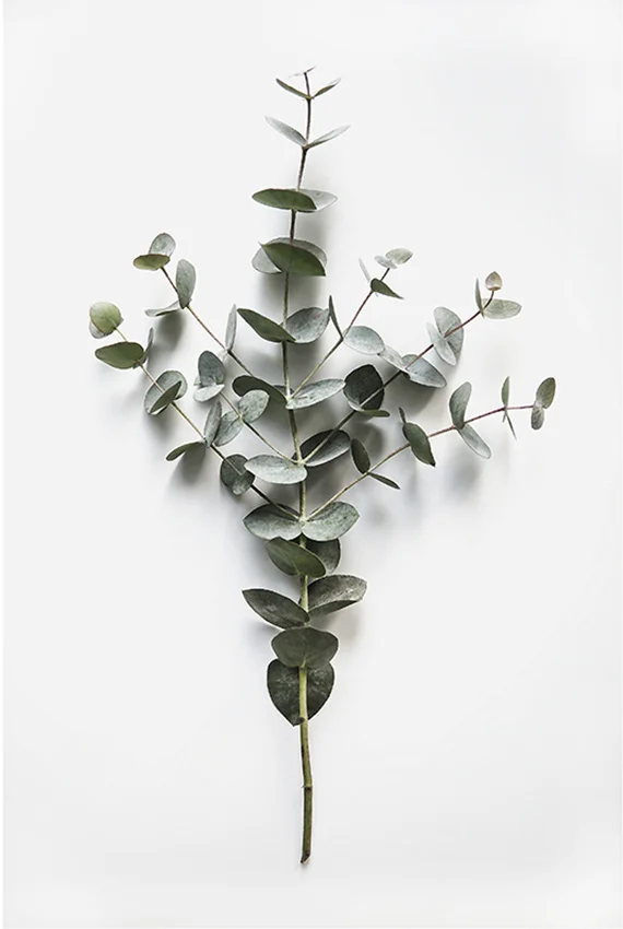Eucalyptus
