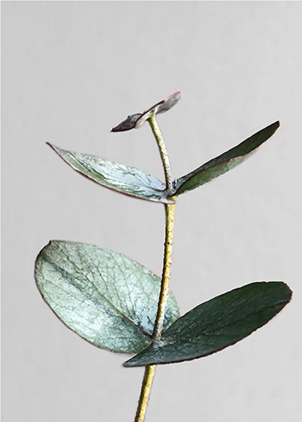Eucalyptus