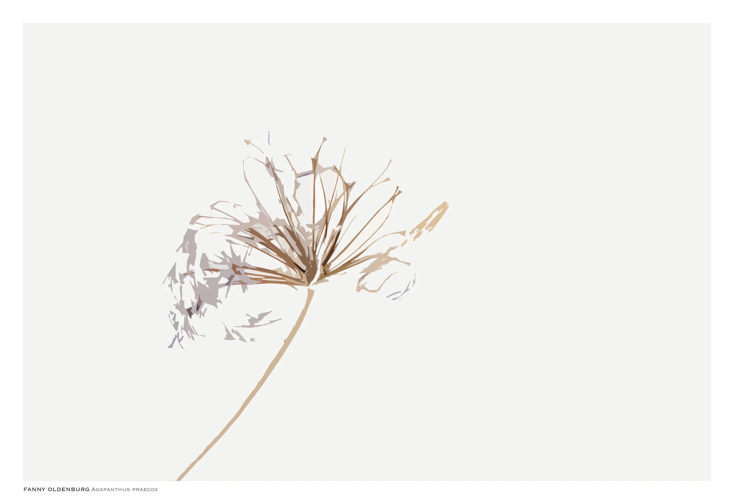 Agapanthus praecox
