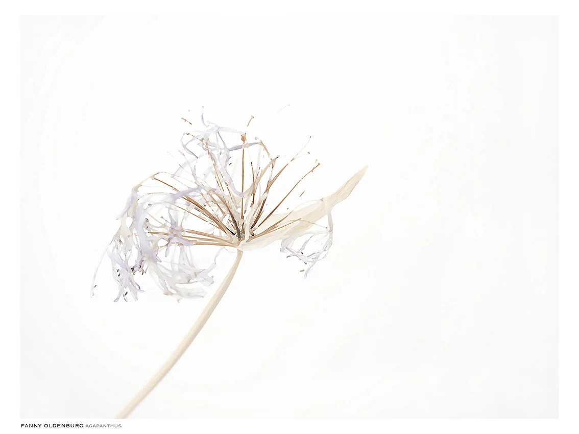 Agapanthus available at norrgavel