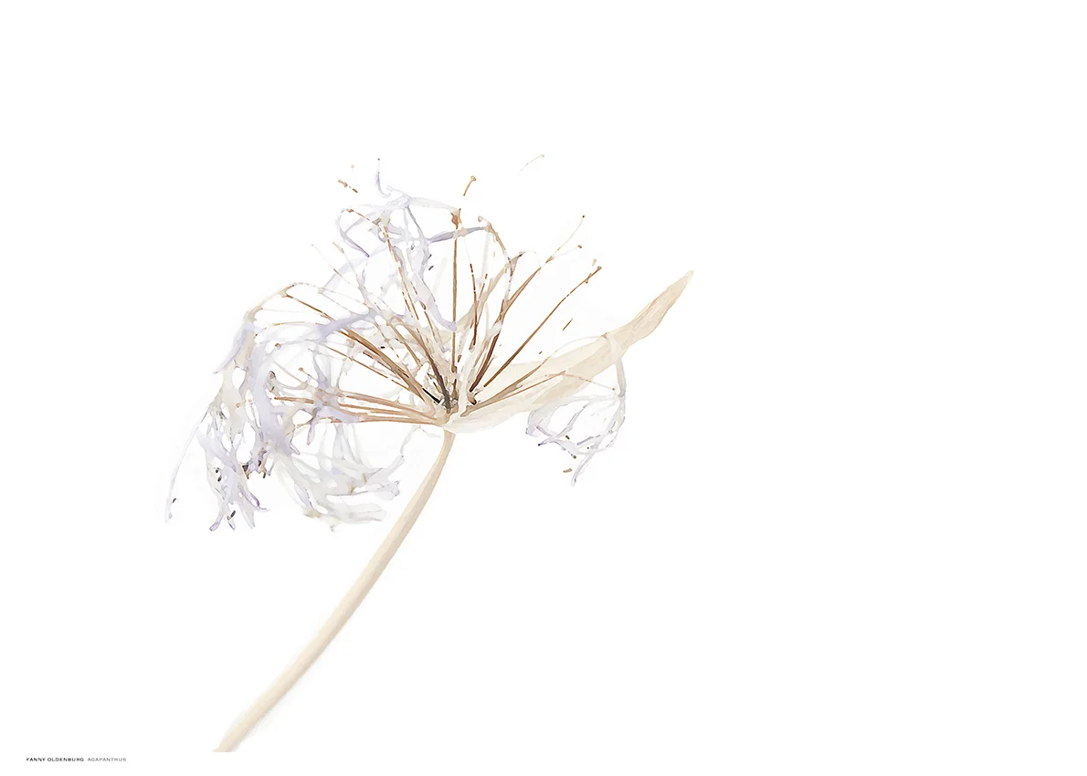 agapathus now available at norrgavel