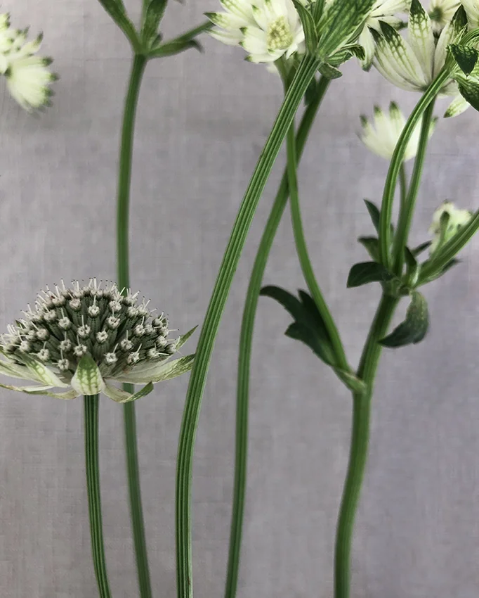 mina blomster originalbild HEMS.jpg