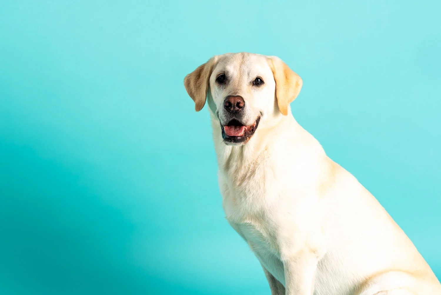 Black and white photograph of a Labrador Retriever dog looking at the camera with a slight smile, sitting against a plain background.