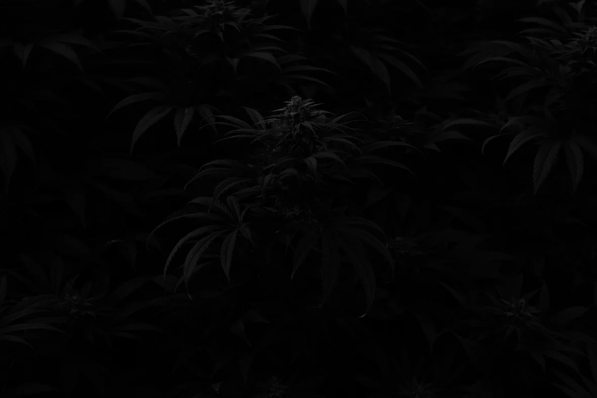 weedz-small-jpg-819406.jpg