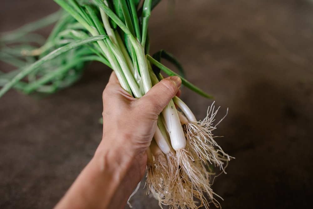 Spring Onion Red/White · 110g bunch