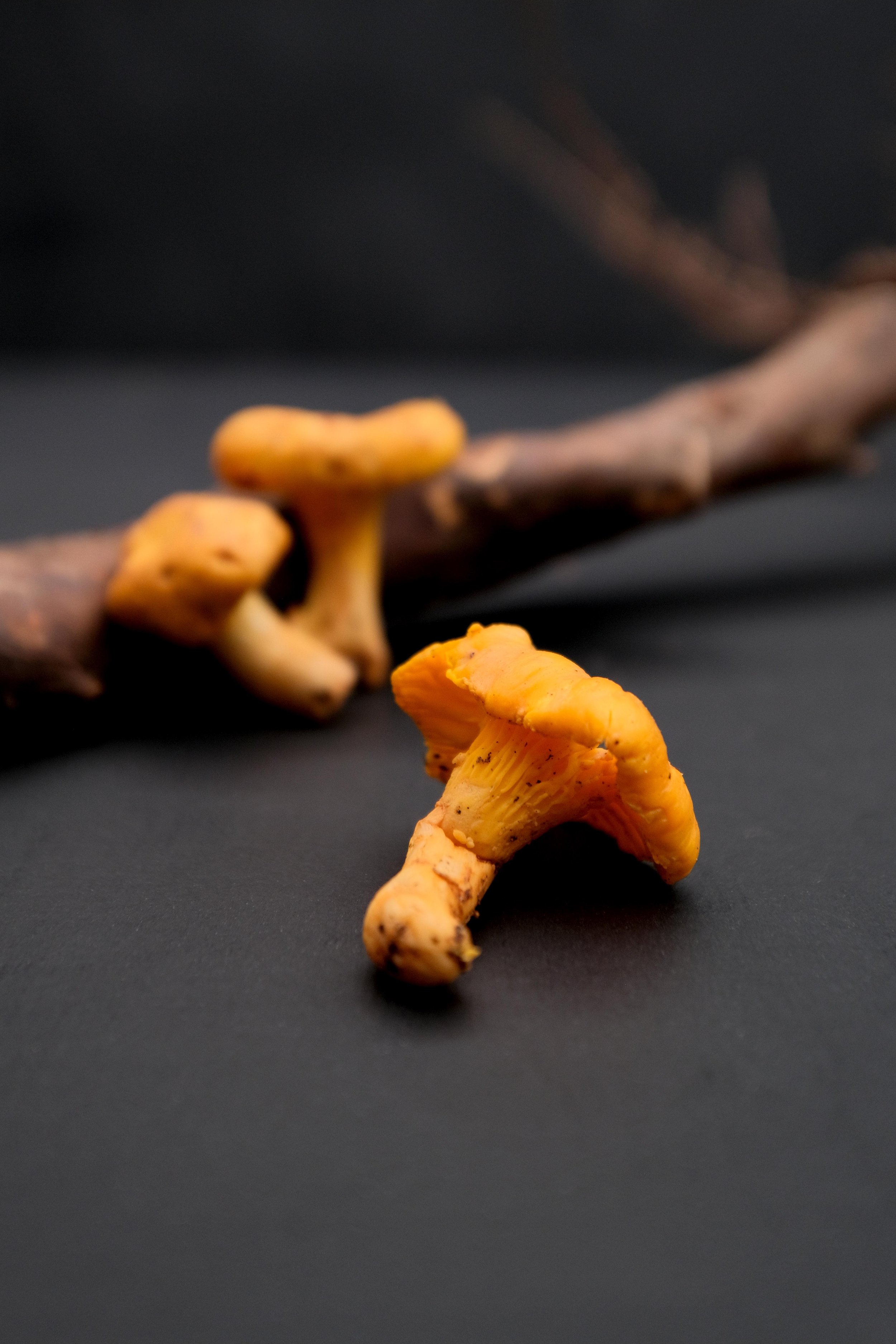 雞油菇-3.jpg