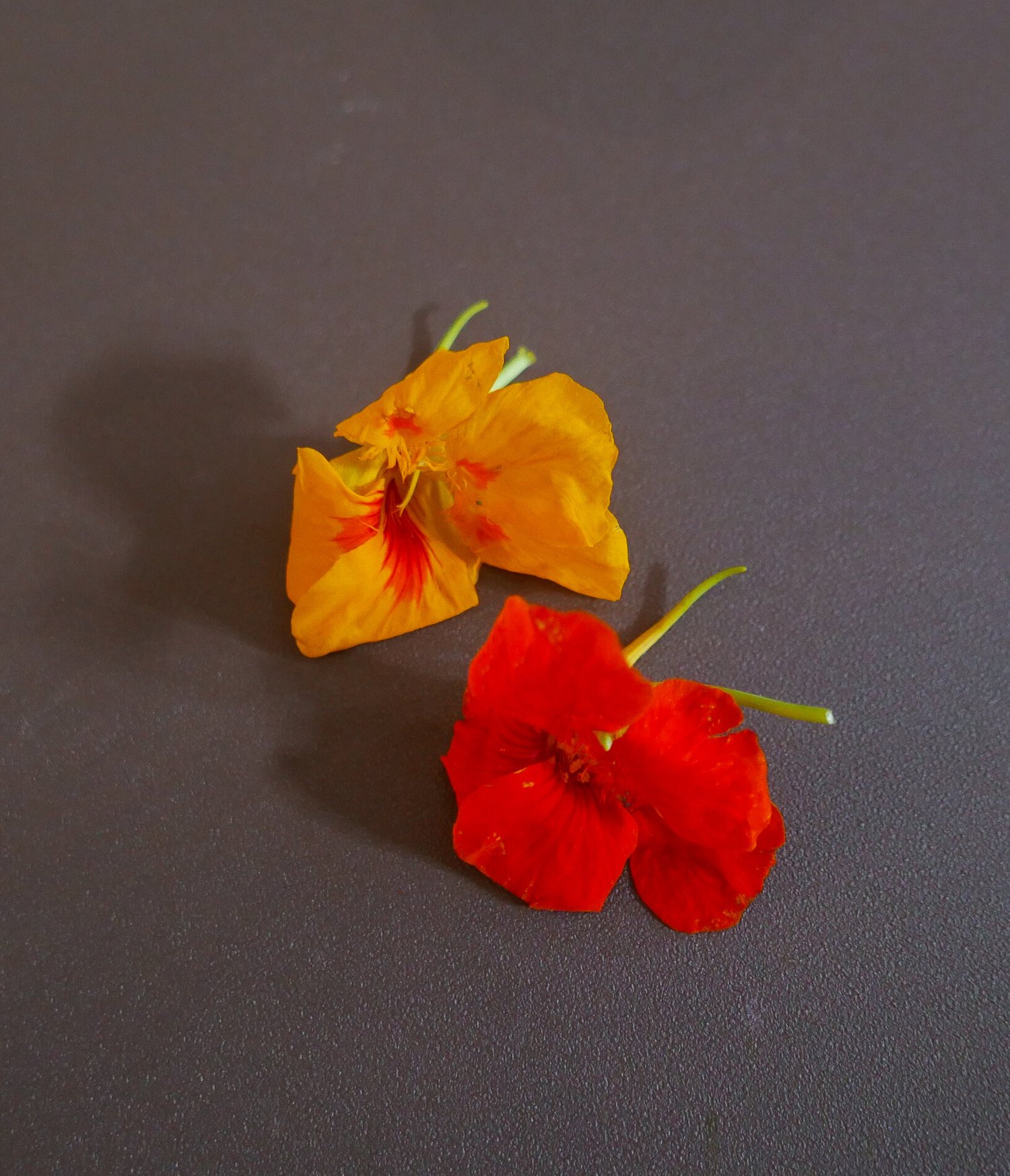 金蓮花 Foodseason