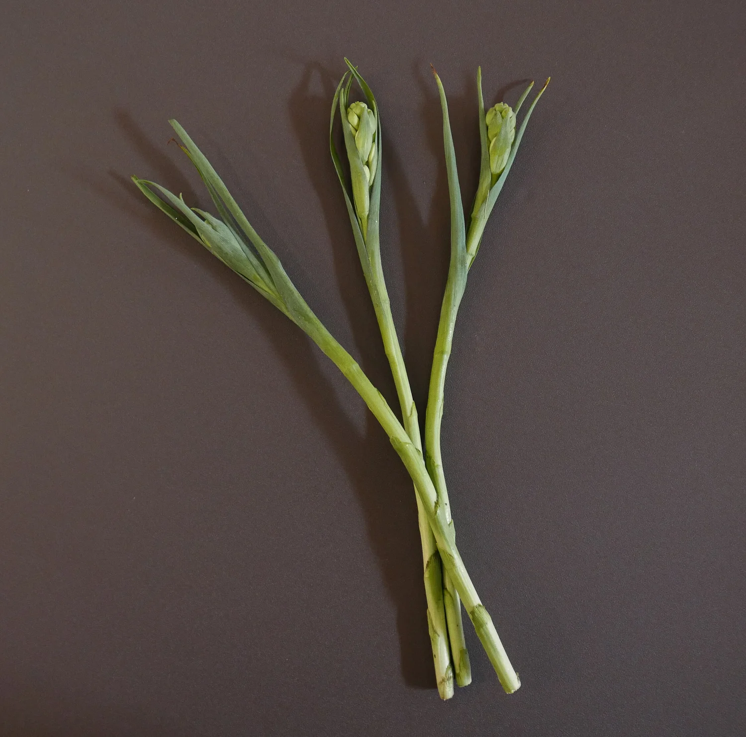 晚香玉筍 Foodseason