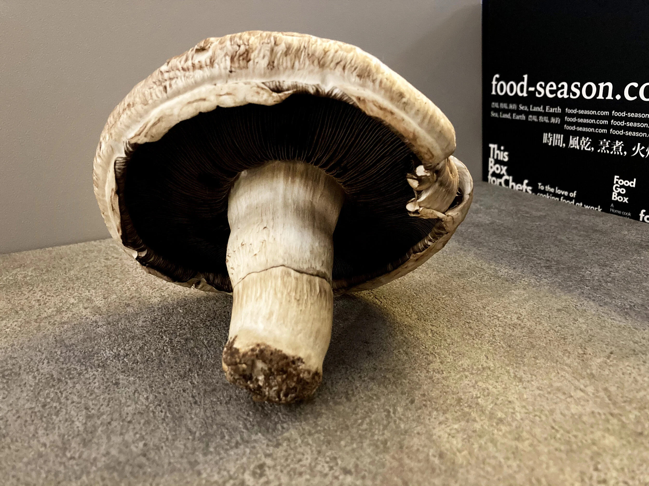 波特菇 / Portobello mushroom / ポートベローマッシュルーム