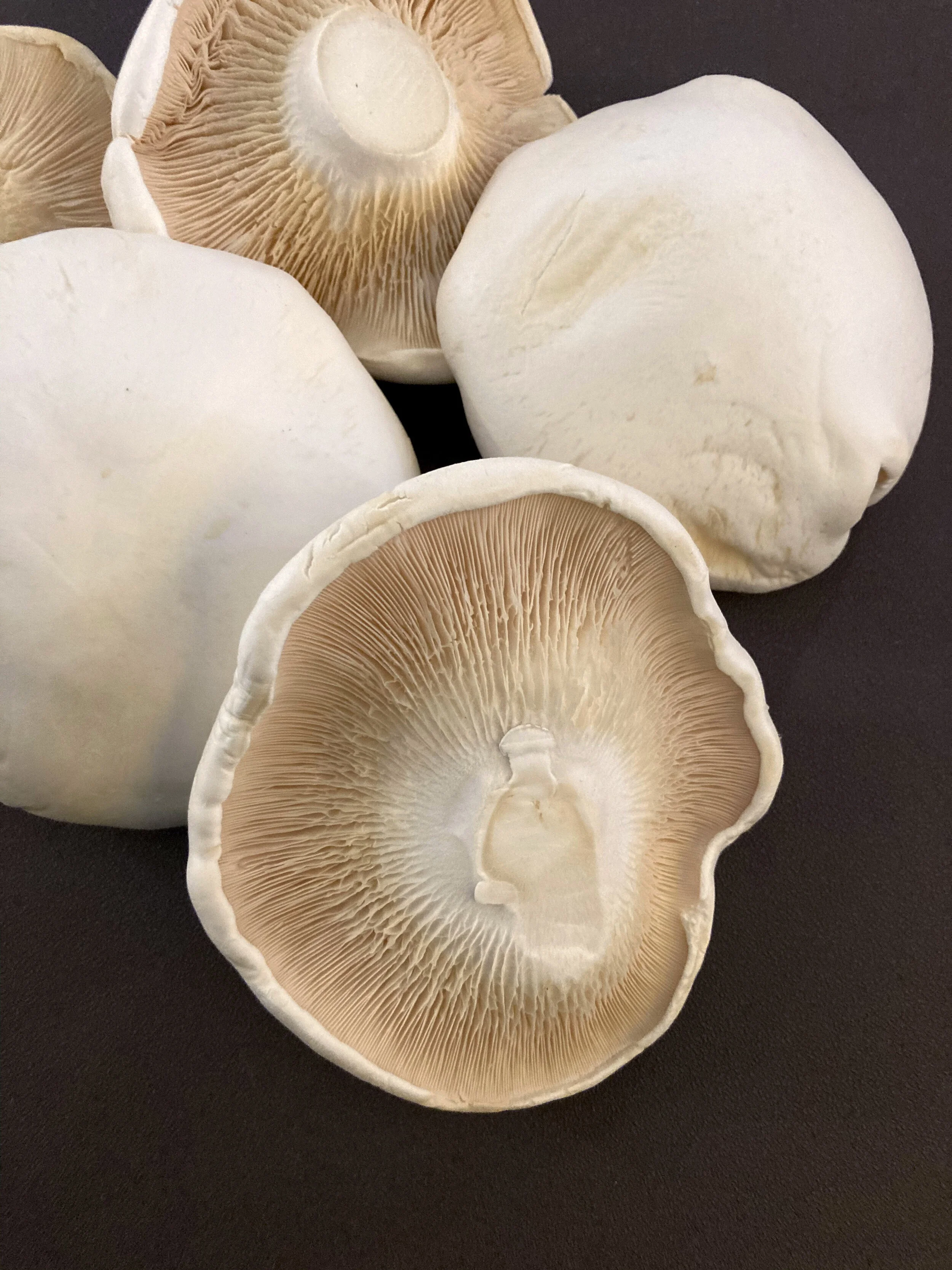 白靈菇 / White fungus / 白きのこ（シロキノコ）