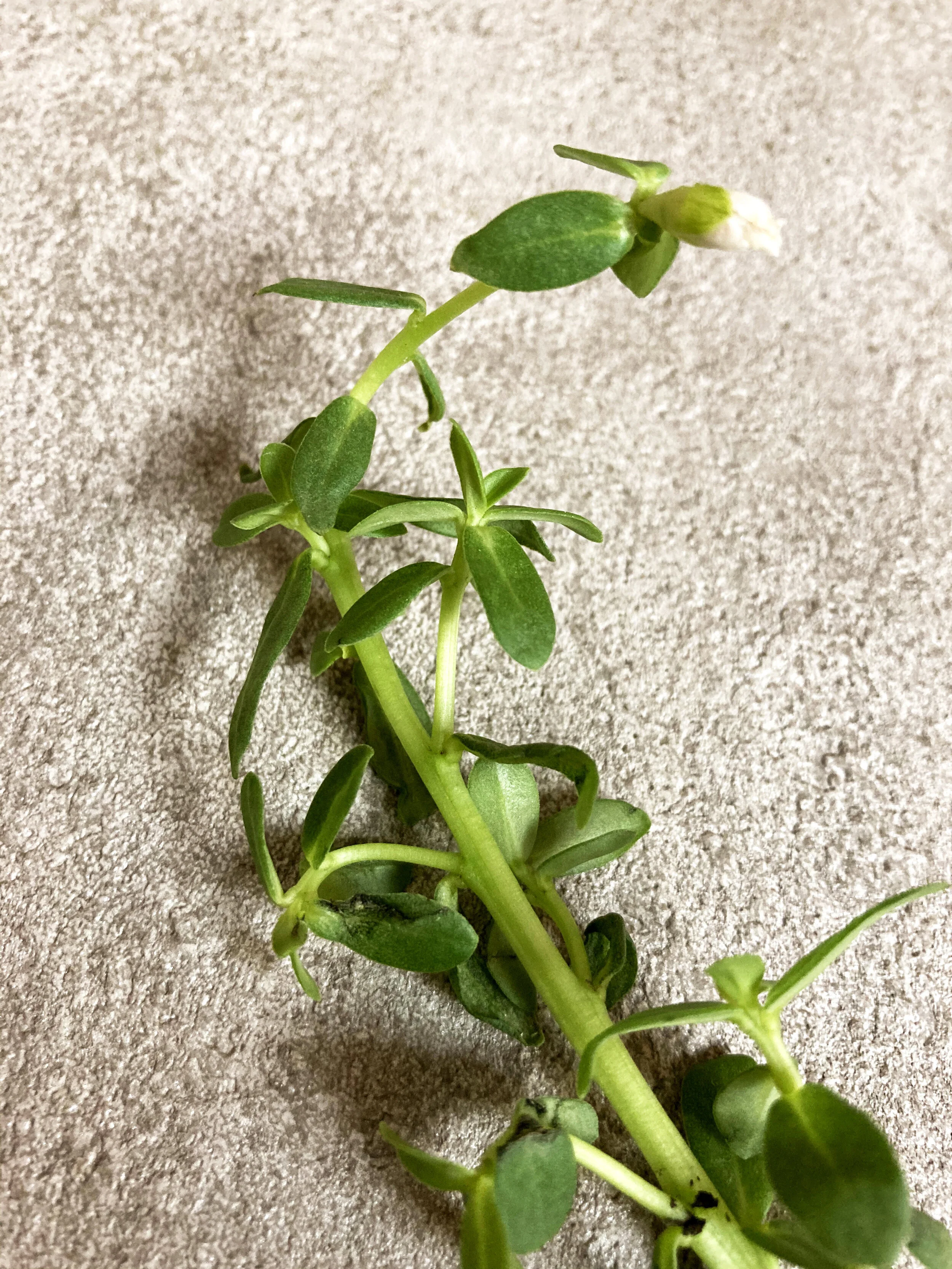 馬齒莧 / Purslane / スベリヒユ