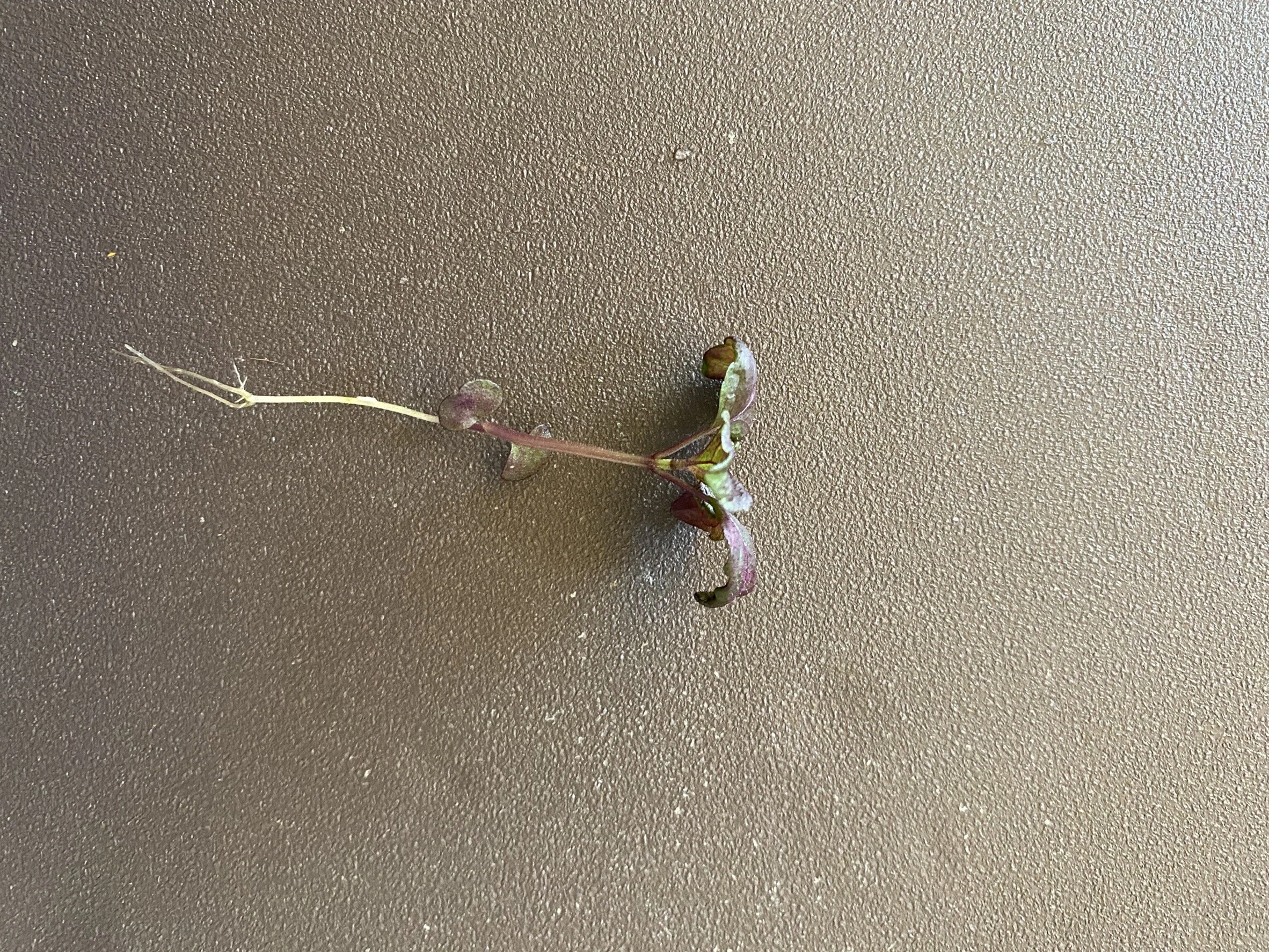 3FF0676D-F551-4EB7-989C-C9E346B7DCEB