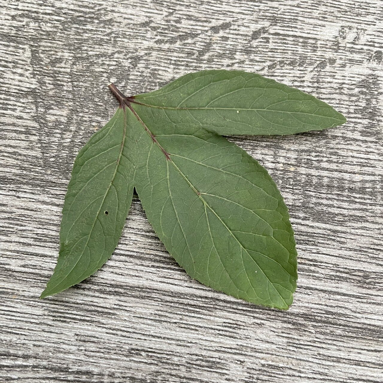 05BF56AB-FDDA-4417-8496-73727AB3B9C5