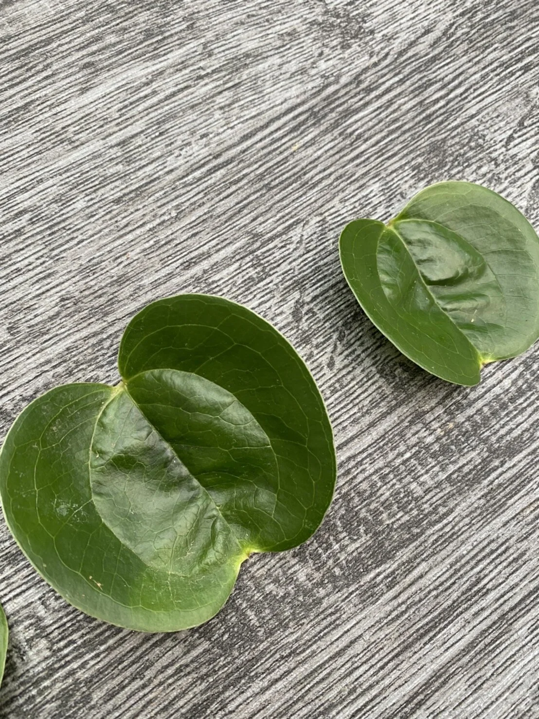 F756769E-0D03-45B1-AF91-CED15ED82E1A