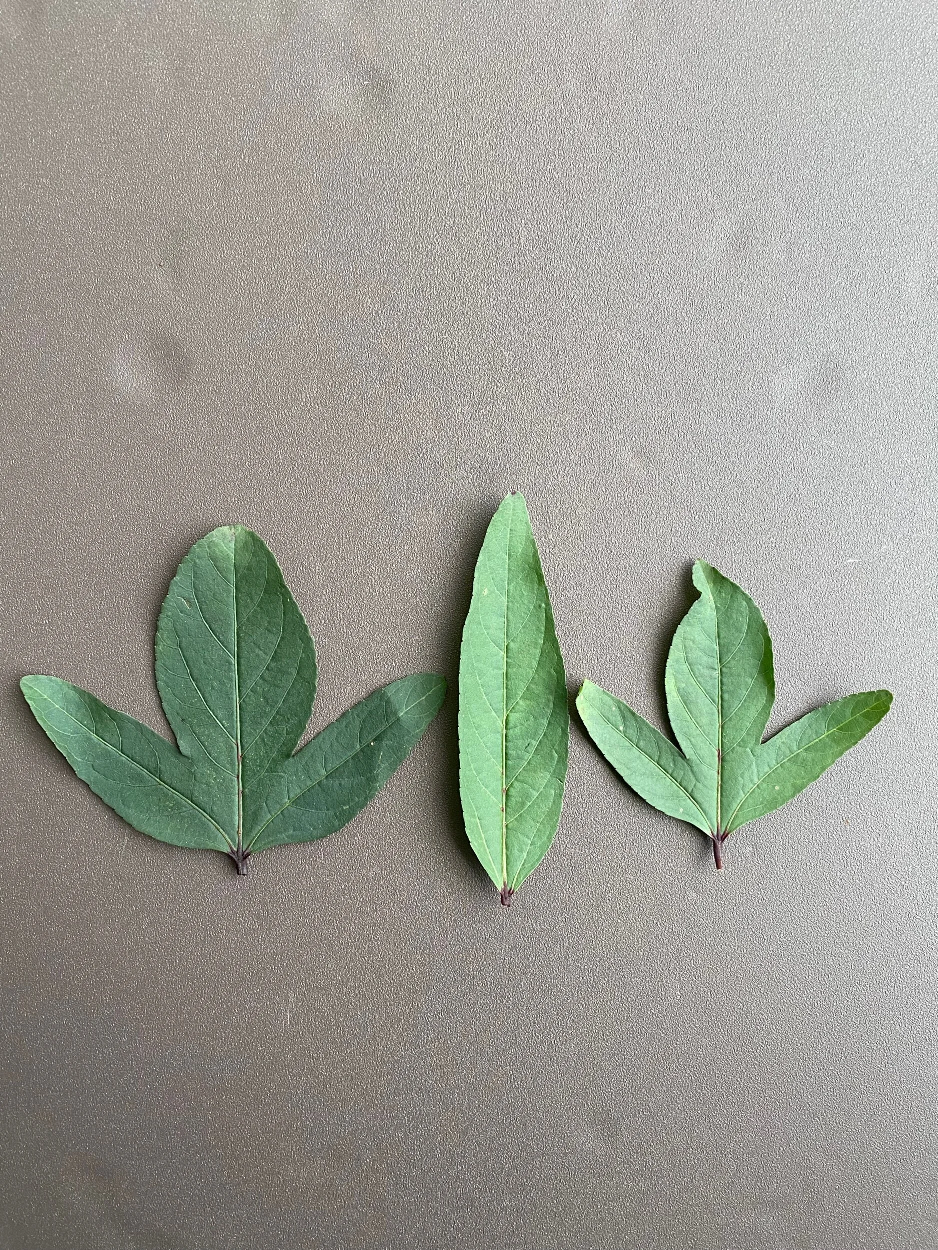 AA7AF2E6-21E6-462A-B2F9-4D7BE8FB8DD7