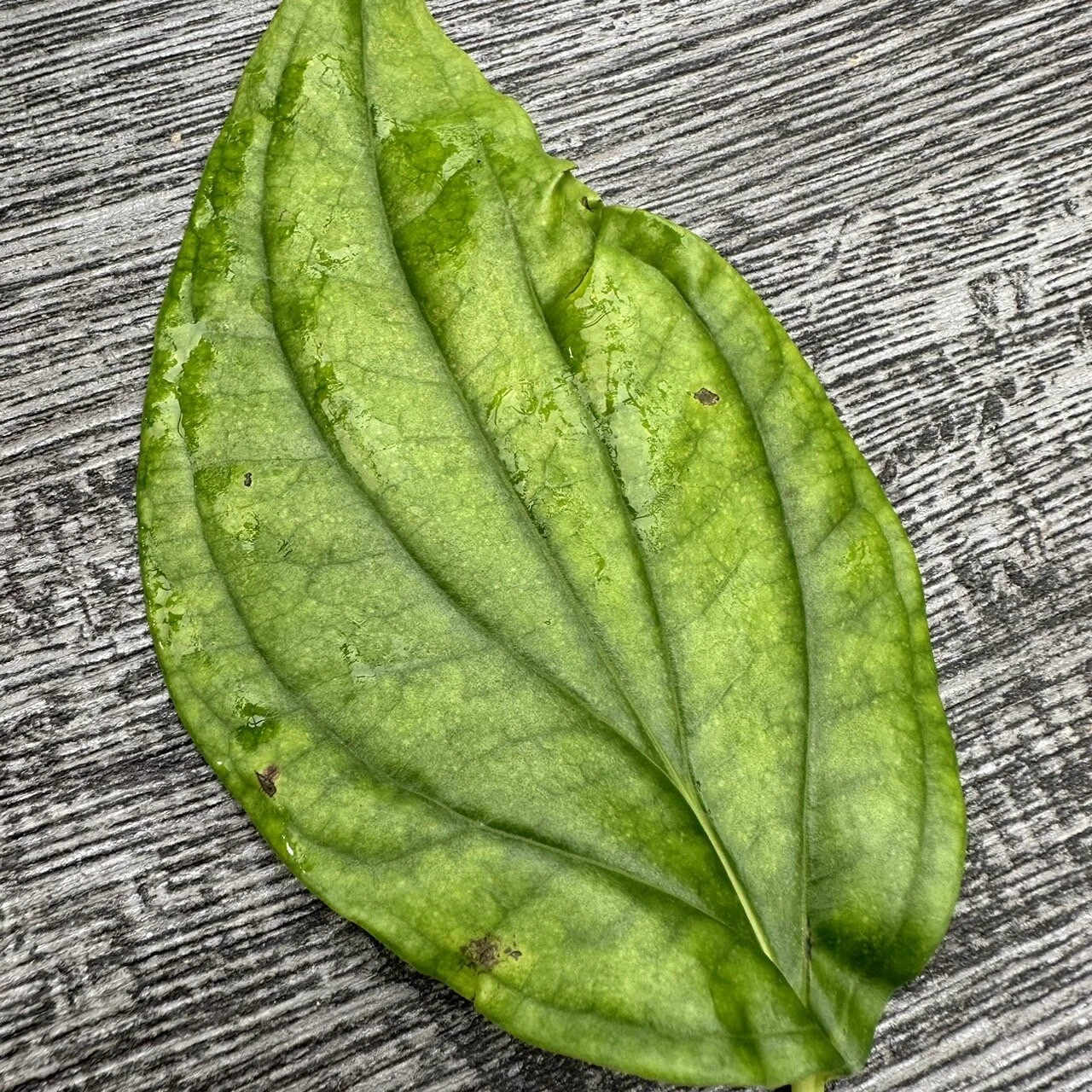 DC3CAD6F-C186-4A87-80E2-F3AD32D143B7