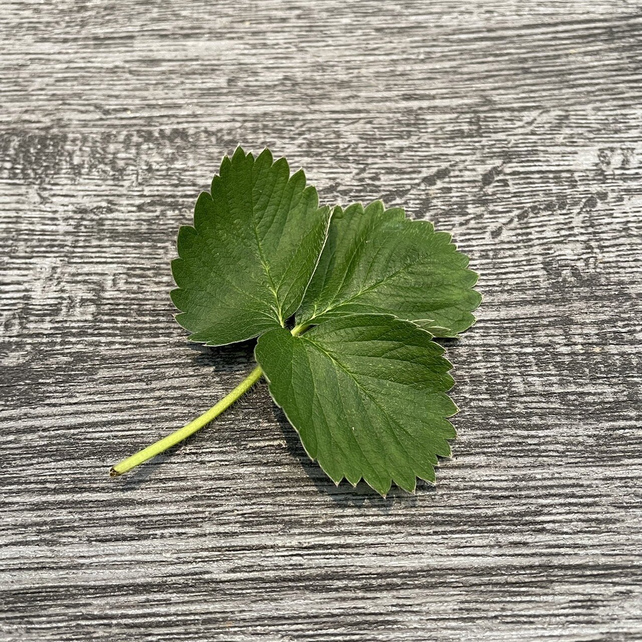 FA3B4F0F-E278-45C0-BF39-BE14C9D48AAA