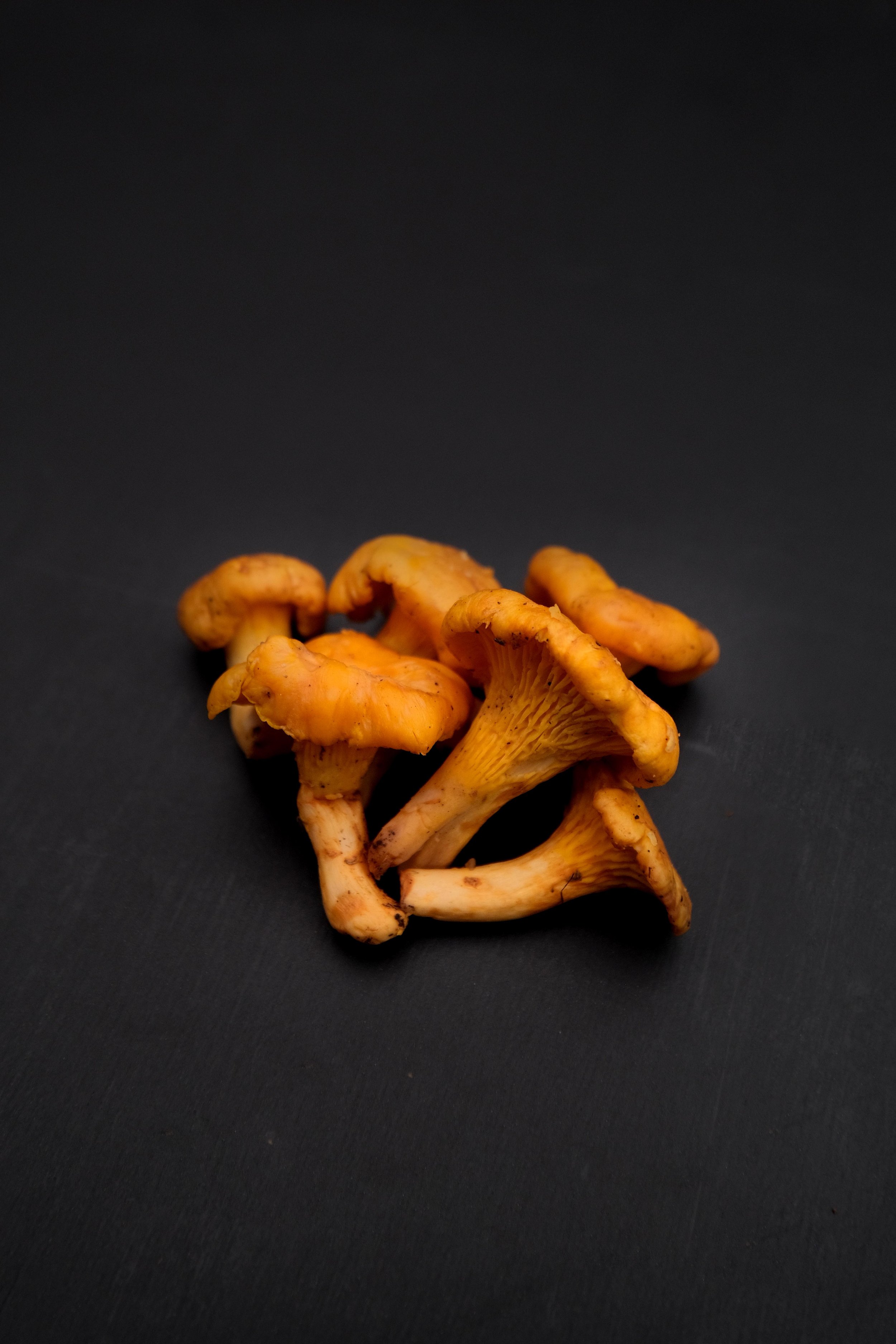 雞油菇-1.jpg