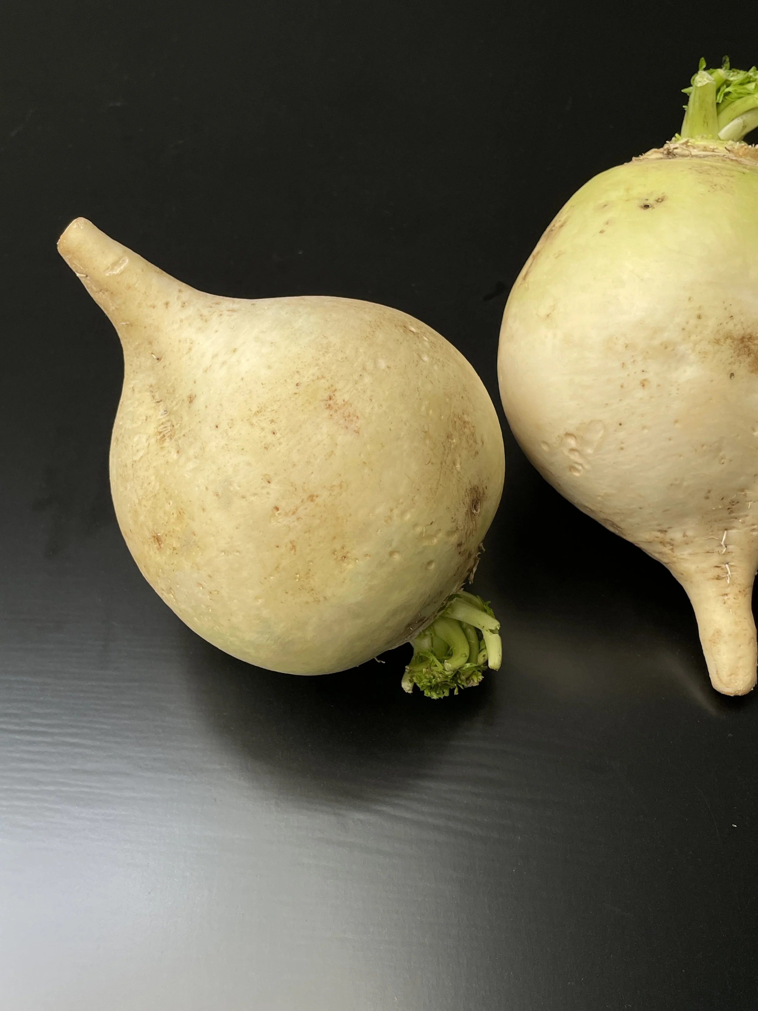 聖護院蕪菁／Shougoin kabu／聖護院かぶ