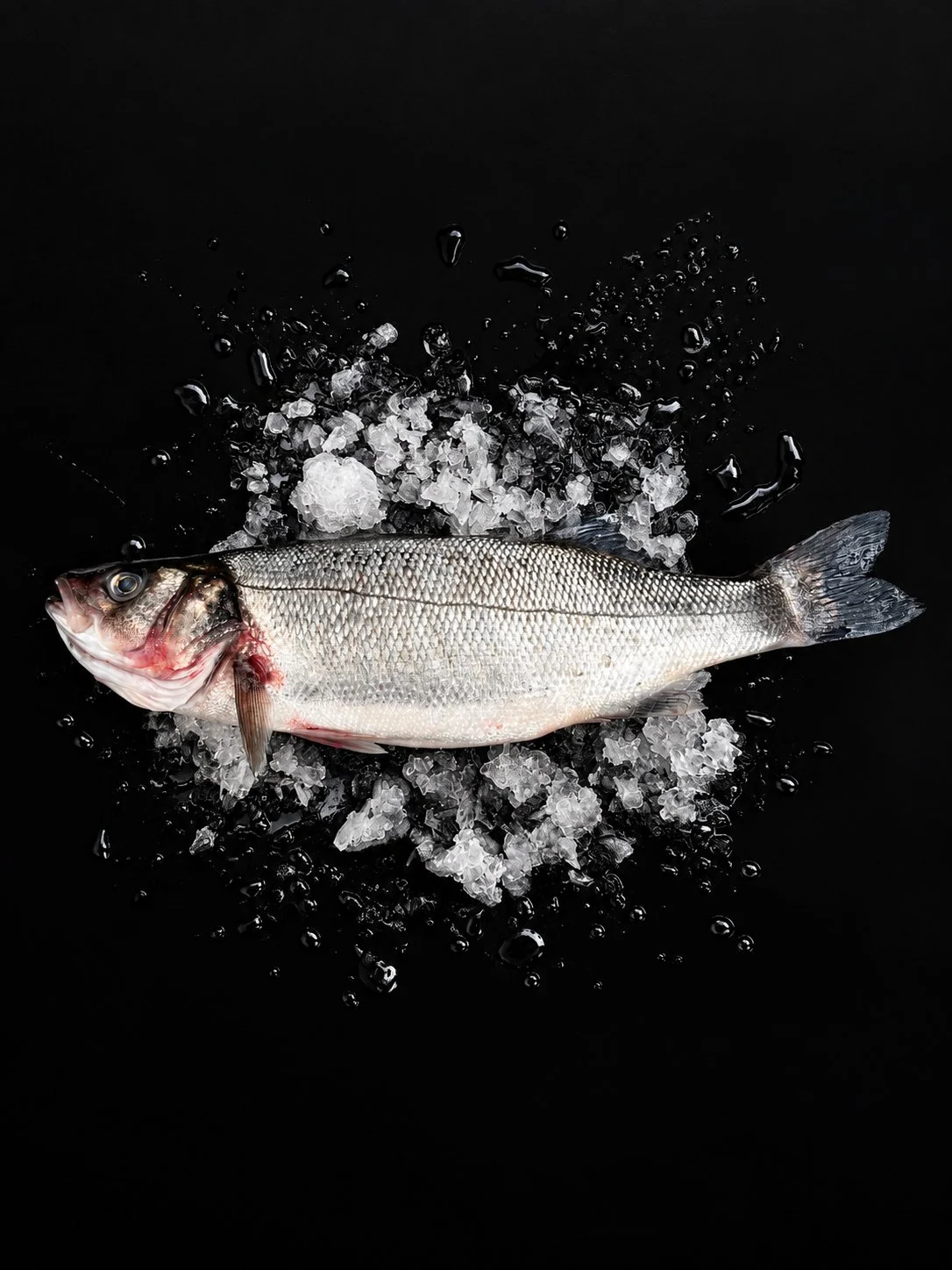 地中海鱸魚/Sea Bass/地中海のスズキ