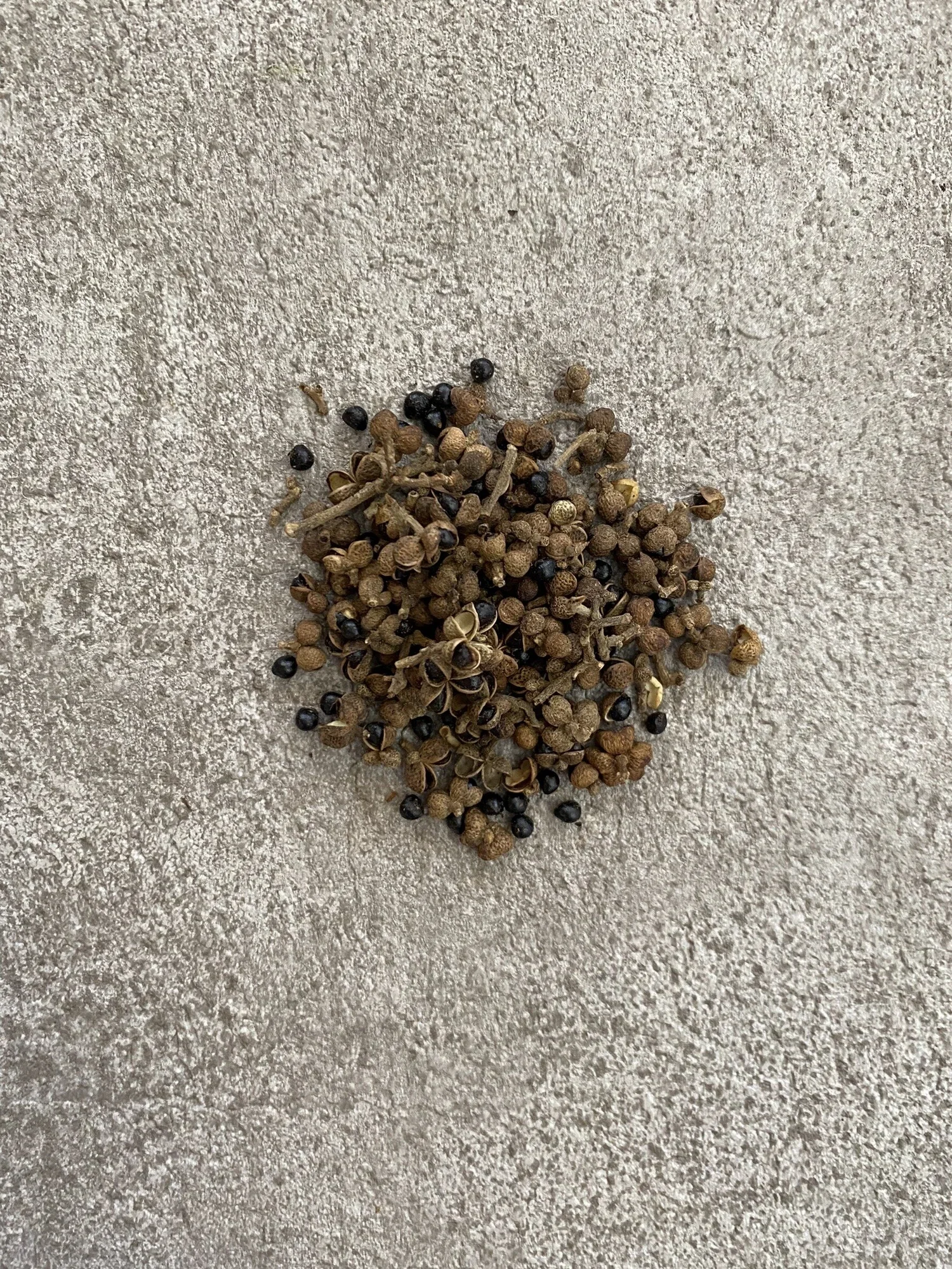 【香料風味鹽】刺蔥籽/Alianthus Prickly Ash Seeds