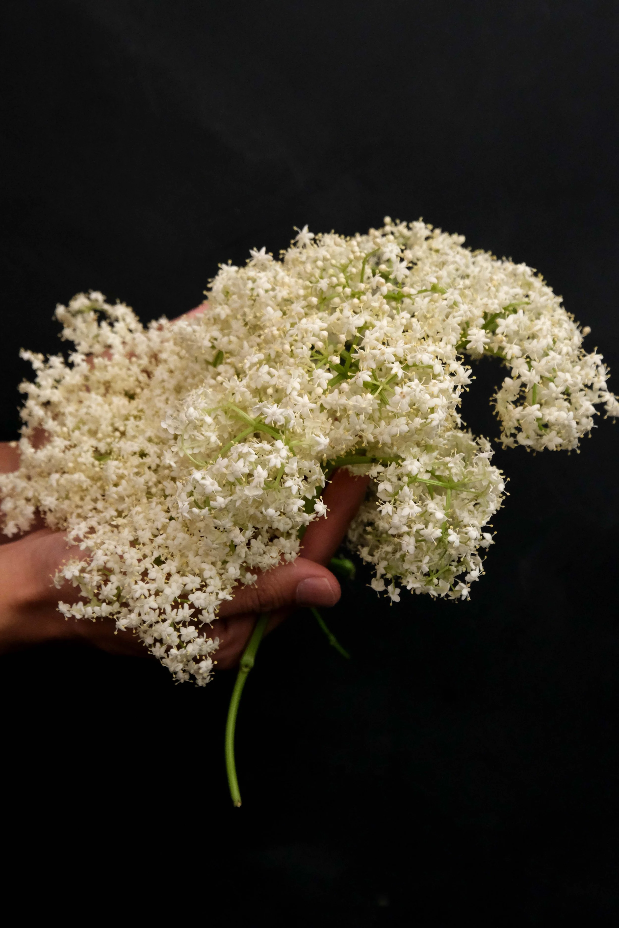 接骨木花-2.jpg