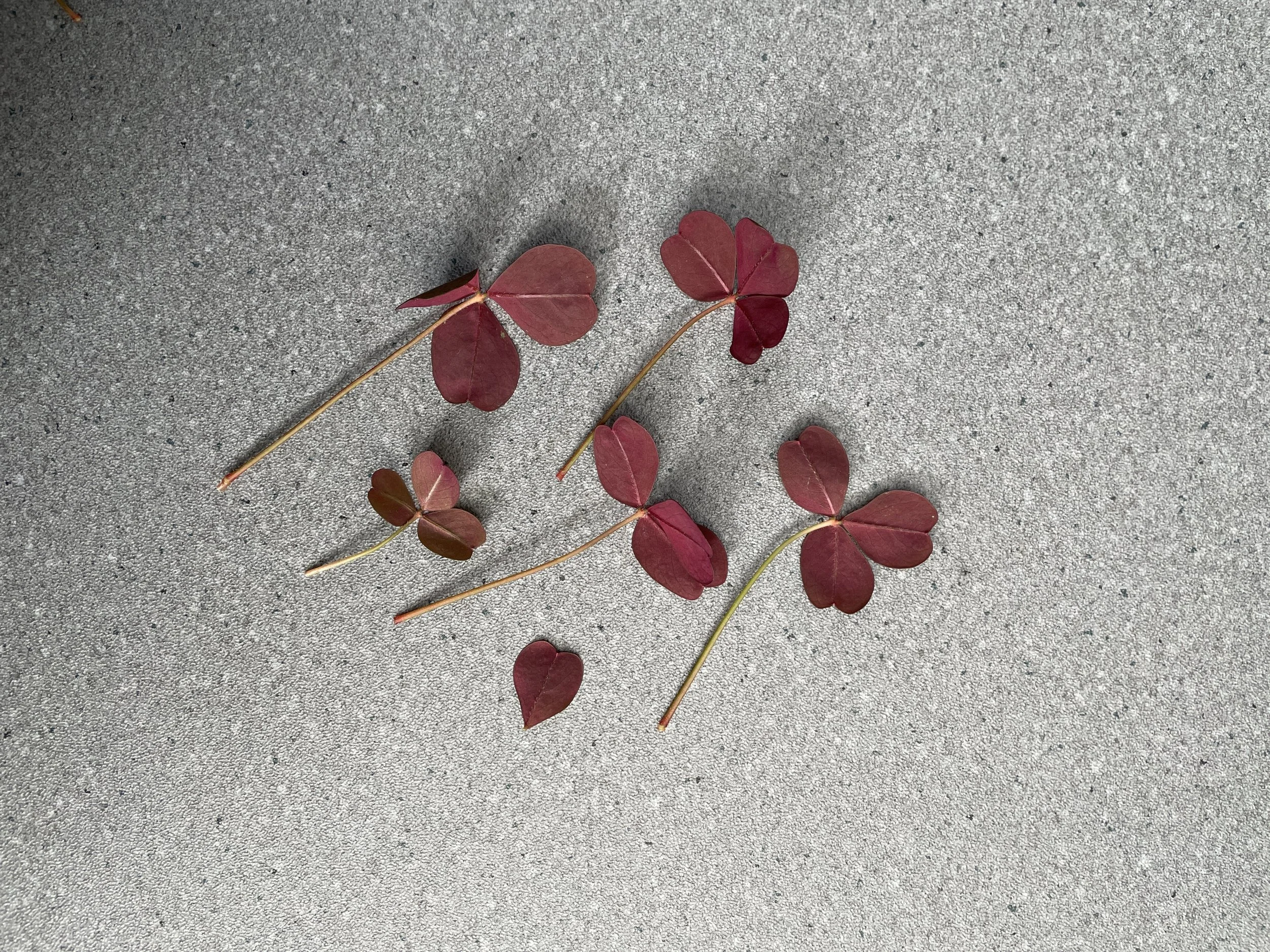 酢醬草(紅) / Red Oxalis corniculata / 赤酢漿草（あかすちゃくそう）