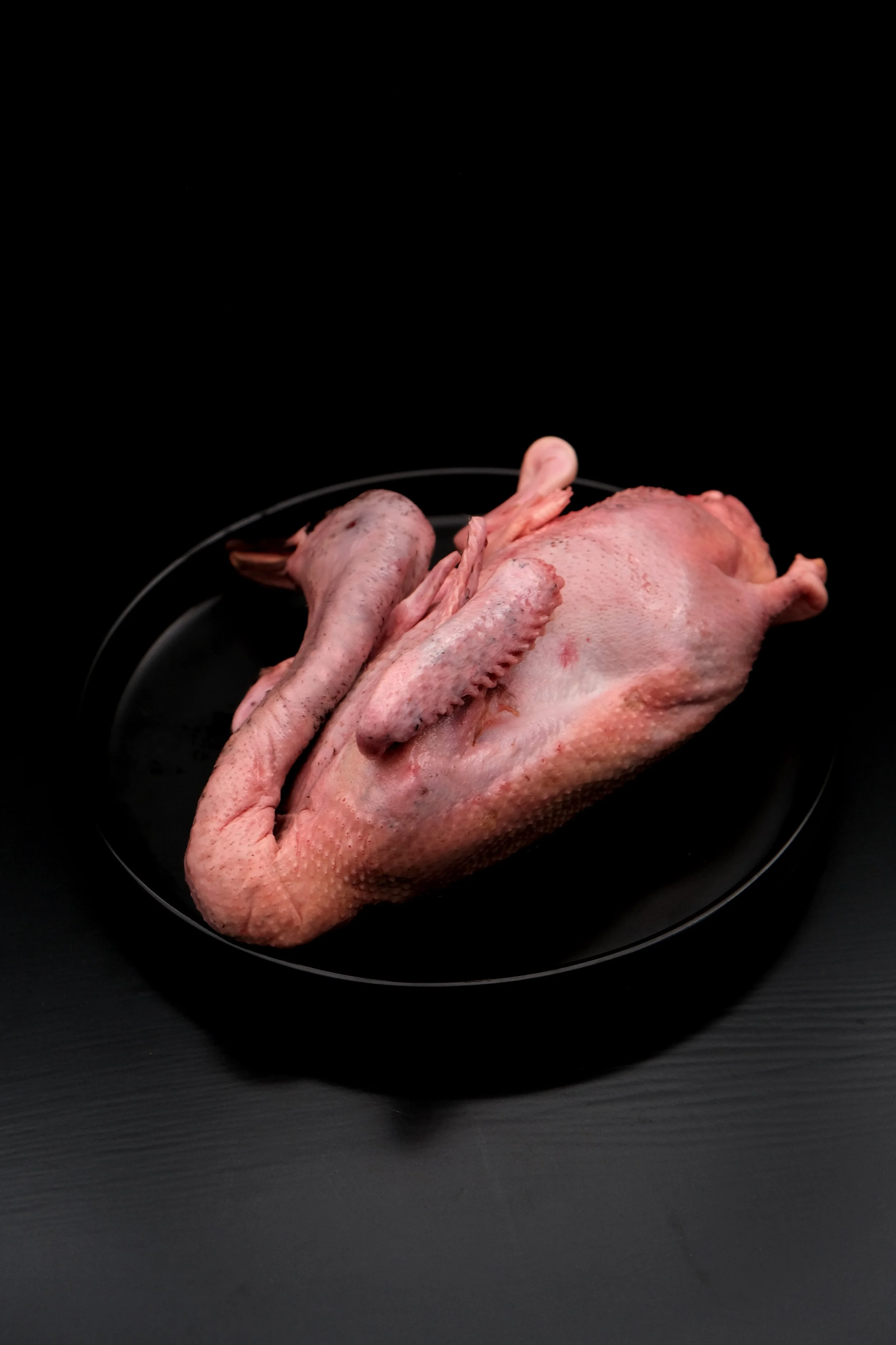 綠頭鴨/Mallard Duck/マガモ