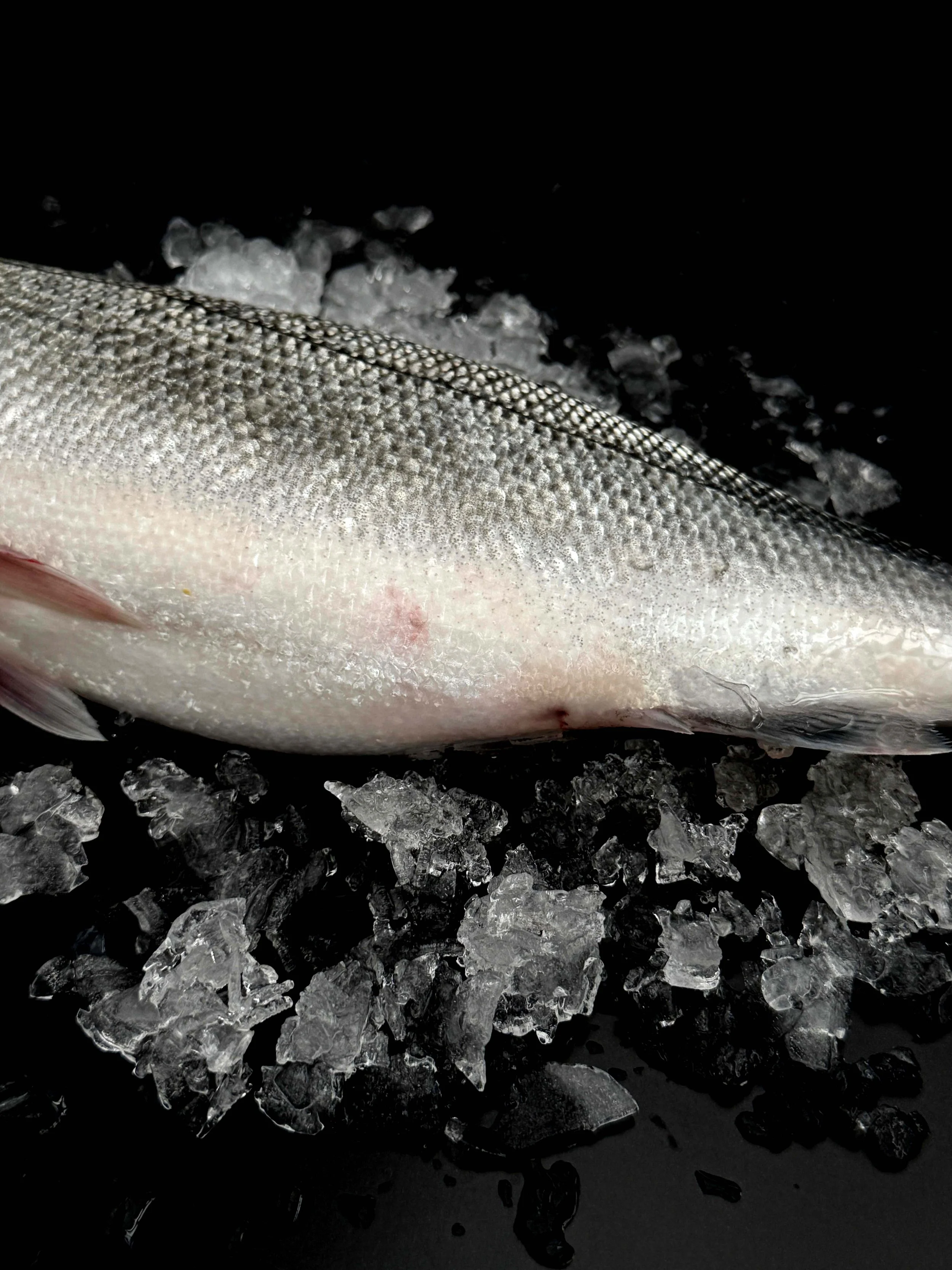 地中海鱸魚-1.jpg