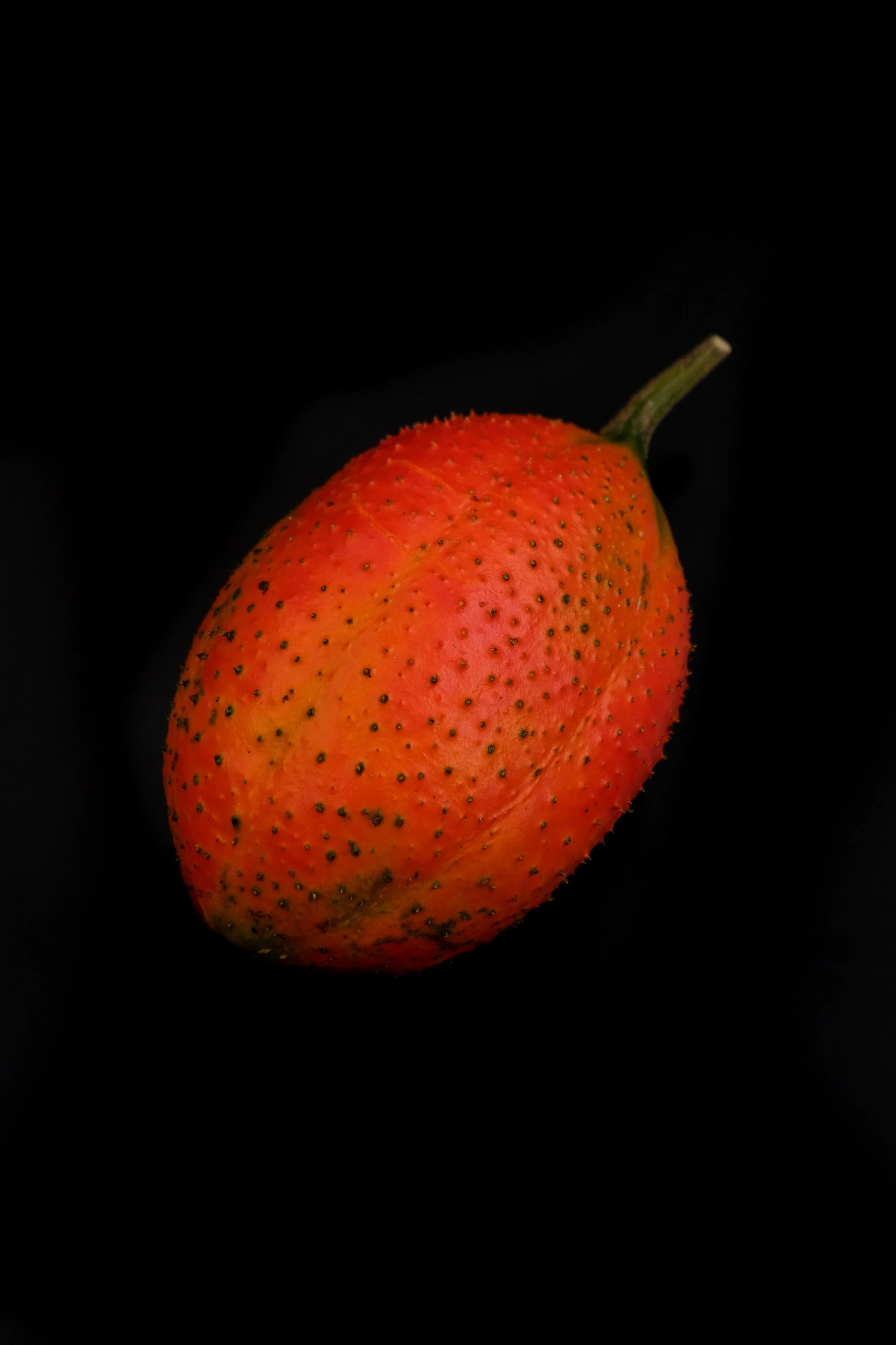 木鱉果-1.jpg